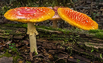 Trip photo